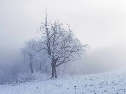 Shrubs and trees in hoarfrost and fog, Horben, Lindenberg, Freiamt, Canton Aargau, Switzerland