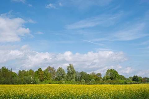 Rape field in bloom (Brassica napus), Münsterland, North Rhine-Westphalia, Germany