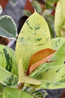 Ficus elastica 'Shivereana Moonshine' houseplant with variegated pale green leaves