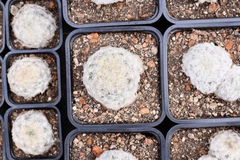 Top view of many small 'Mammillaria Plumosa' feather cactus plants