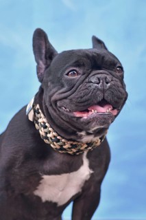 Panting black French Bulldog dog with woven paracord collar in front of blue background