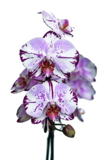 Close up of two colored purple and white flowers of 'Phalaenopsis Magic Art' orchid on white