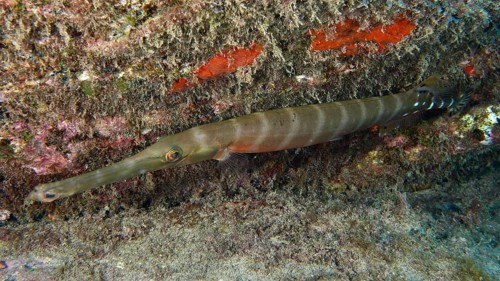 Elongated fish with camouflage optics, Atlantic cornetfish (Aulostomus strigosus), nestling against