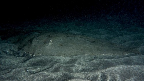A camouflaged butterfly ray (Gymnura altavela) lies on the sandy seabed at night. Dive site Playa,