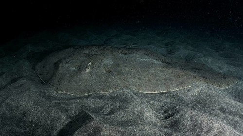 A butterfly ray (Gymnura altavela) on the sandy seabed at night, barely visible due to camouflage.