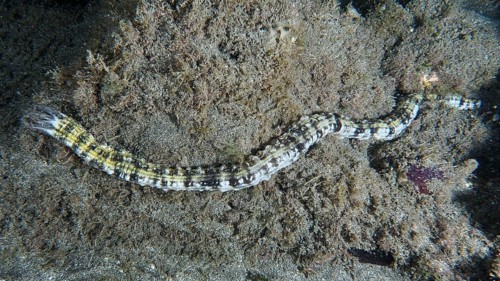 A snake sea cucumber (Euapta lappa), sea cucumber, slithers across the sandy seabed. Dive site