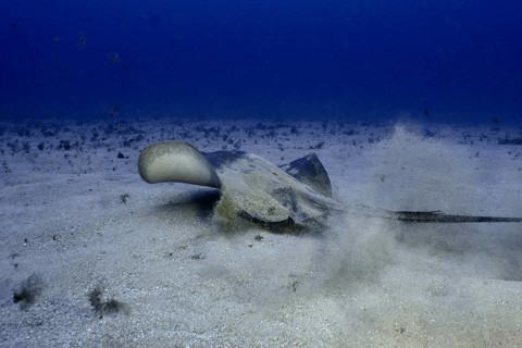 Round stingray (Taeniura grabata) stirring up sand as it moves across the seabed, Los Champignones