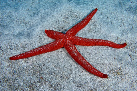 Red starfish (Echinaster sepositus) with five outstretched arms lying on a sandy bottom. Dive site