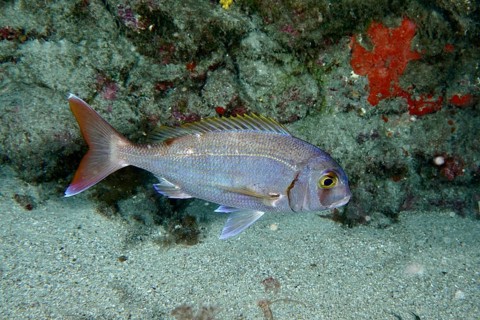 Silver fish with conspicuous tail, red seabream (Pagellus erythrinus), swimming in front of a rock,