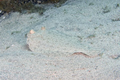 Wide-eyed turbot (Bothus podas maderensis), flounder, with a speckled body lies well camouflaged on