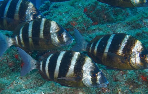 Shoal of striped fish, zebra bream (Diplodus cervinus cervinus), swimming close to the seabed, Los