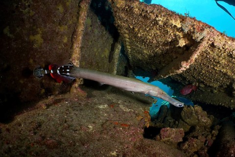 An Atlantic cornetfish (Aulostomus strigosus) swims near a shipwreck with rusty structures. Dive