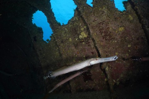 A slender fish, Atlantic cornetfish (Aulostomus strigosus), swims near an old shipwreck in azure