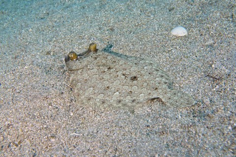 Wide-eyed turbot (Bothus podas maderensis), flounder, with protruding eyes, well camouflaged on the