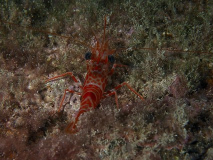 Red and white dancing shrimp (Cinetorhynchus rigens) on the seabed between algae. Dive site Playa,