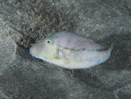 A pointed pufferfish (Canthigaster rostrata) on the sandy seabed at night. Dive site Playa, Los