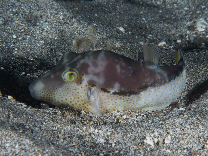 A pointed head pufferfish (Canthigaster rostrata) sits in the sandy area, conspicuous by its blue