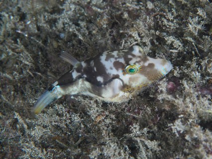 A camouflaged pointed pufferfish (Canthigaster rostrata), embedded in algae on the seabed, shows