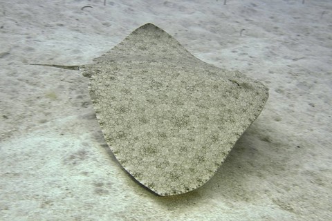 A butterfly ray (Gymnura altavela) swims above the sandy seabed, beautiful pattern. Dive site Cueva