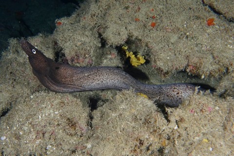 A Muraena augusti (Muraena augusti) meanders between algae-covered rock formations in the dark sea,