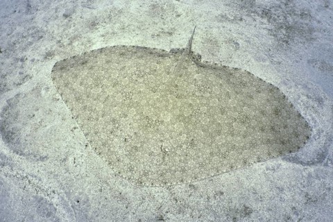 A butterfly ray (Gymnura altavela), perfectly camouflaged, lies on a sandy bottom in clear water.