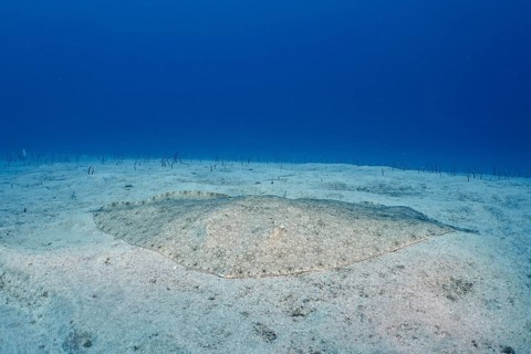 A butterfly ray (Gymnura altavela) on the seabed under clear blue water during the day. Dive site
