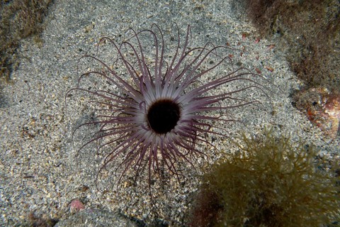 A cylindrical rose (Pachycerianthus) spreads its tentacles on the sandy seabed. Dive site Bufadero,