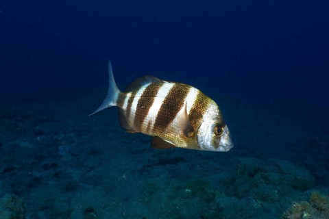 A striped fish, zebra bream (Diplodus cervinus cervinus), swims underwater in a calm blue