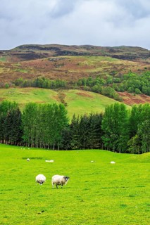 Sheeps on farms in West Highlands Farms, Scotland, UK