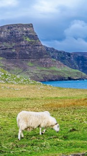 Sheeps on farms over Neist Point Lighthouse, Isle of Skye, Scotland, UK