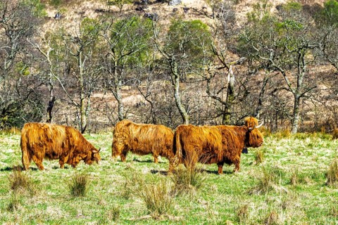 Highland Cattle, Scottish breed of rustic cattle, Highland, Scotland, UK