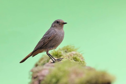 Black redstart (Phoenicurus ochruros), on a moss-covered tree stump in a garden, Wilnsdorf, North