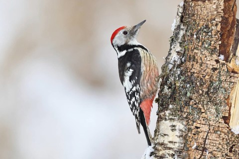 Middle spotted woodpecker (Dendrocopos medius) foraging on the trunk of a grey birch (Betula