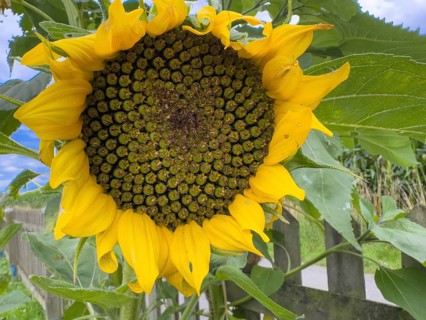 Large flower of sunflower (Helianthus annuus) on the garden fence produces seeds, International