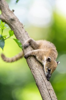 South American coati (Nasua nasua) youngster klimbing a little tree, captive, Zoo Augsburg