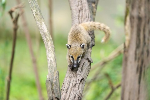 South American coati (Nasua nasua) youngster klimbing a little tree, captive, Zoo Augsburg