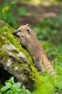 South American coati (Nasua nasua) youngster on a mossy rock, captive, Zoo Augsburg