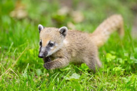 South American coati (Nasua nasua) youngster walking on the ground, captive, Zoo Augsburg