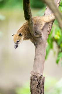 South American coati (Nasua nasua) youngster klimbing a little tree, captive, Zoo Augsburg