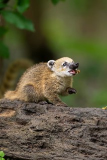 South American coati (Nasua nasua) youngster standing on the ground, captive, Zoo Augsburg