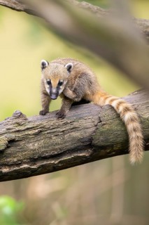 South American coati (Nasua nasua) youngsters klimbing in a tree, captive, Zoo Augsburg