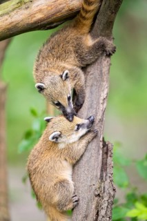 South American coati (Nasua nasua) youngsters klimbing in a tree, captive, Zoo Augsburg