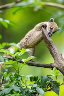 South American coati (Nasua nasua) youngster klimbing a little tree, captive, Zoo Augsburg
