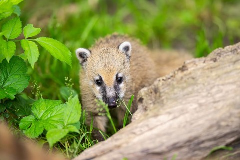 South American coati (Nasua nasua) youngster standing on the ground, captive, Zoo Augsburg