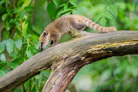 South American coati (Nasua nasua) youngster on an old tree trunk, captive, Zoo Augsburg