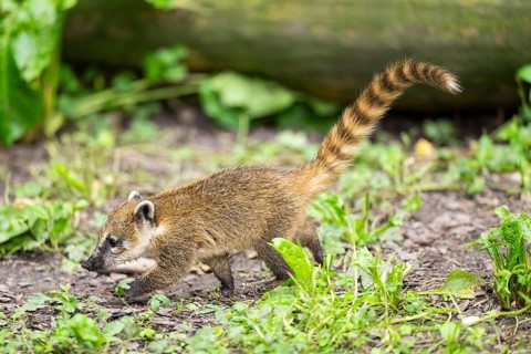 South American coati (Nasua nasua) youngster walking on the ground, captive, Zoo Augsburg