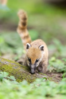South American coati (Nasua nasua) youngster standing on the ground, captive, Zoo Augsburg