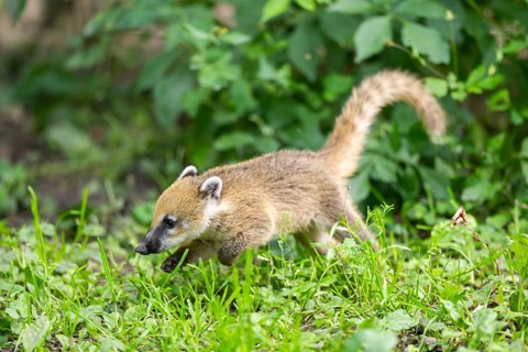 South American coati (Nasua nasua) youngster walking on the ground, captive, Zoo Augsburg