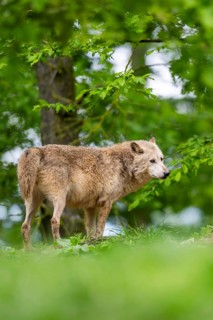 Eastern wolf (Canis lupus lycaon) standing on a little hill, Bavaria, Germany