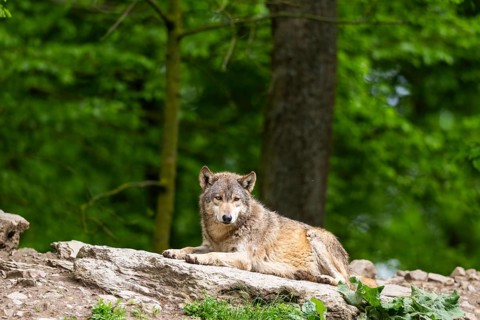 Eastern wolf (Canis lupus lycaon) lying on a little hill, Bavaria, Germany